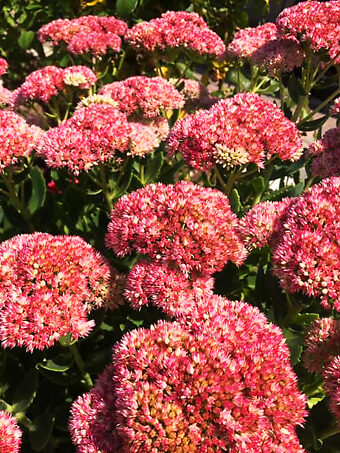 Autumn Fire Sedum