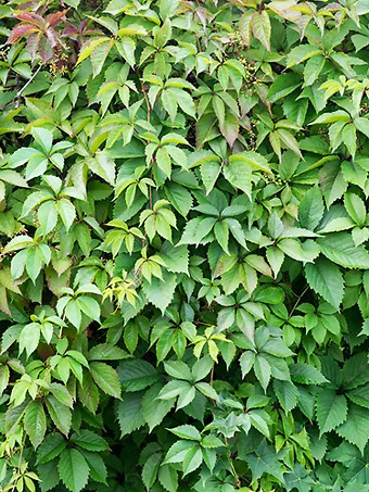 Boston Ivy
