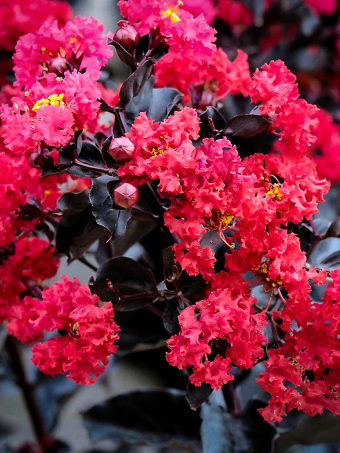 Best Red Black Diamond Crape Myrtle