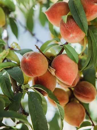 Early Elberta Peach Tree