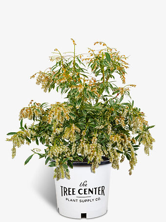 Flaming Silver Pieris