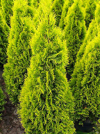 Highlights™ Arborvitae