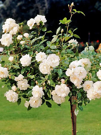 Iceberg Rose - Tree Form