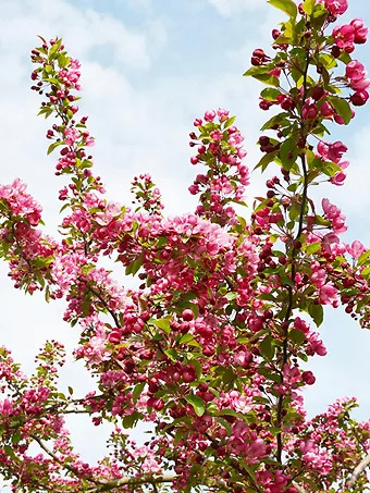 Indian Magic Crabapple Tree