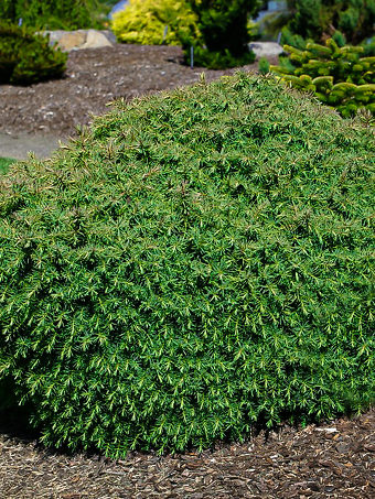 Mushroom Japanese Cedar