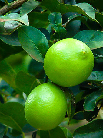 Persian Lime Tree