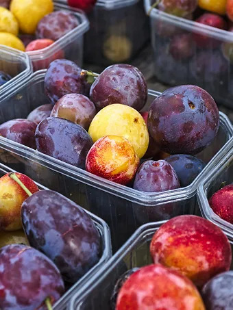 5-in-1 Plum Cocktail Tree