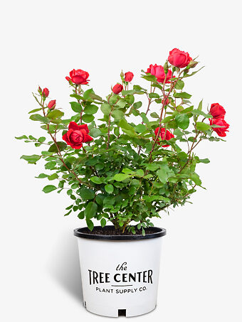 Red Double Knock Out® Rose