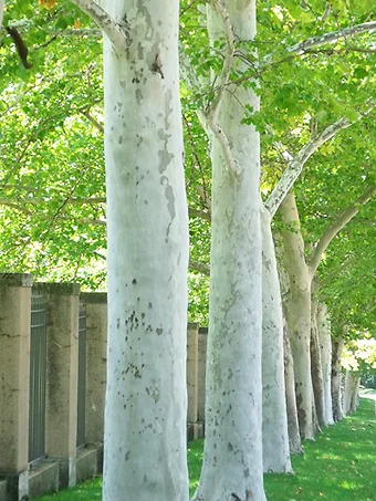 Rockford Road™ Planetree