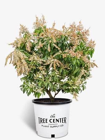 Scarlet O'Hara Pieris