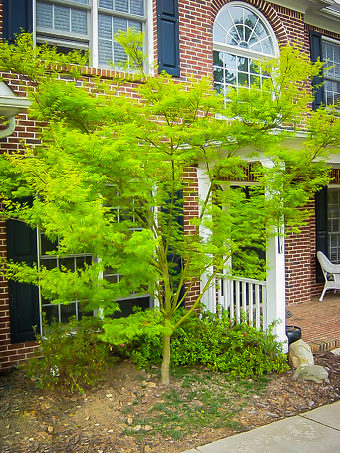 Seiryu Japanese Maple