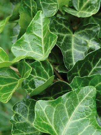 Thorndale Ladder English Ivy