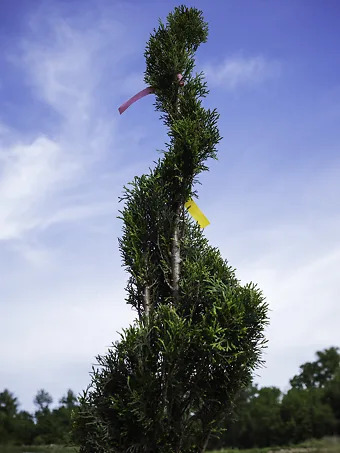Spiral Emerald Green Arborvitae