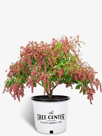 Valley Valentine Pieris