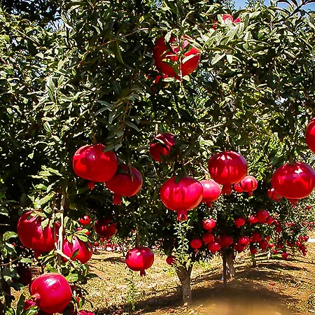 Pomegranate Trees
