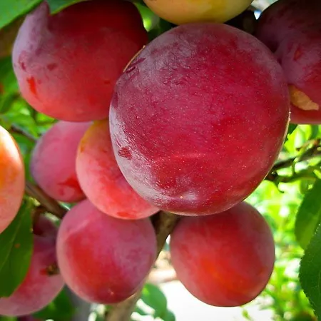 Plum Trees