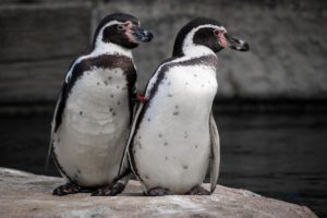 Do penguins and people share an evolutionary trait?