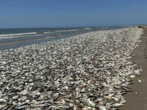 lots of fish die in Texas.  From getty images.