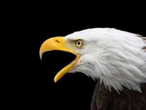 the bald eagle is a symbol of the U.S. government - not Christianity